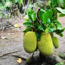 04.호치민 여행-미토의 유니콘 섬과 빈트랑 사원 이미지