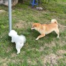 문경새재반려동물힐링센터(젠틀펫파라다이스) | 문경애견동반글램핑 젠틀펫파라다이스