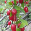 보리수칼국수 이미지