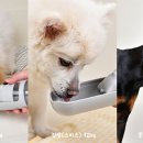 (주)펫투데이 이미지