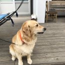 협재마당 이미지