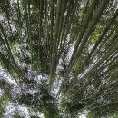 창녕 남지 개비리 이미지