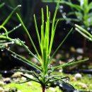 춘양양묘사업소 이미지