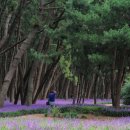 자연송림 이미지