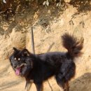 한국진돗개육종연구소 이미지