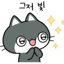 고양이미용 캣어스 이미지