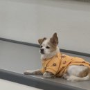 멍줍강아지산책유치원 이미지