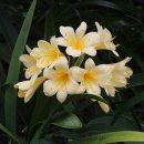 Clivia miniata var. flava (크리비아 · 미니아타 플라봐) 이미지