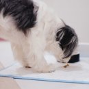 디어포우 이미지