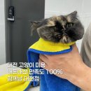 1039 | 함께냥 대전점 대전 고양이 미용 내돈내산 솔직후기