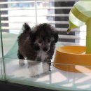 부산고양이분양 미유펫 이미지