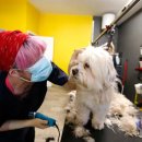 THE DOG SALON 이미지