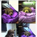 Apricot Poodle ? 이미지