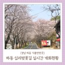 화개악양농협주유소 | 하동 화개장터 벚꽃축제 2일차(26.03.28) 십리벚꽃길 실시간