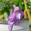 비타노바 이미지