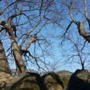 당숲 느티나무 앞 이미지