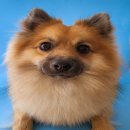 유어펫그루밍 이미지