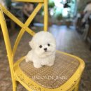 톰퍼피 강아지분양 이미지