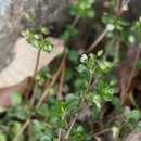 별꽃 Stellaria media (L.) Vill. 이미지