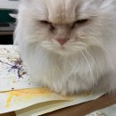 동작초등학교 이미지