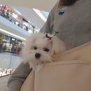 벼리 이미지
