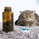 내방동물병원 이미지