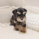 버디독 강아지분양 안심분양센터 서울 영등포점 이미지