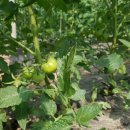 효정농장 이미지