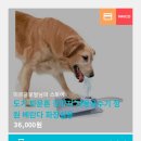 강아지정원 이미지