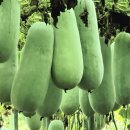 동아농장 이미지