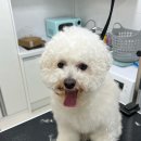 미용하러오개 이미지