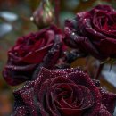 서울숲길 이미지