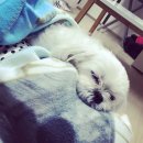 개똥이 이미지
