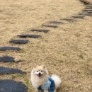 메르시풀빌라