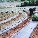 액비골(1) 이미지