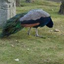 SILENTIUM 침묵 | 용인 호암미술관 입장료ㅣ11월 단풍 희원 &amp; 루이즈 부르주아 전시회