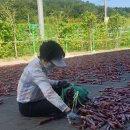 국내산 햇 건고추 / 햇 고춧가루 50% 맛보기이벤트 이미지