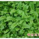 호복 농장 이미지