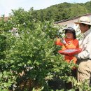 풍차와 꽃 양귀비 그리고 블루베리, ‘풍차 꽃 농장’ 이미지