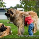 도그레온 이미지