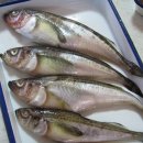 싱싱魚 이미지