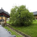 석성동헌 탱자나무 이미지