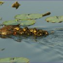 미운오리새끼 이미지