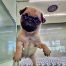 멍품 강아지분양 본점 이미지