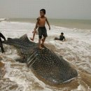 [2012.7.18 부동산신문] 한화, ‘고래상어’ 남획 분쟁에 휘말려 - 그냥 상어의 고향 바다로 돌려 보내심이 어떨지요! 이미지