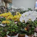 초계꽃식물원 이미지