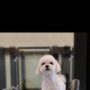 뽀송뽀송애견놀이방 이미지