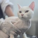 미미캣살롱&고양이호텔 이미지