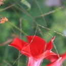 오메가메 이미지