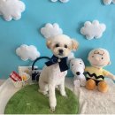 낼름&애견샵 이미지